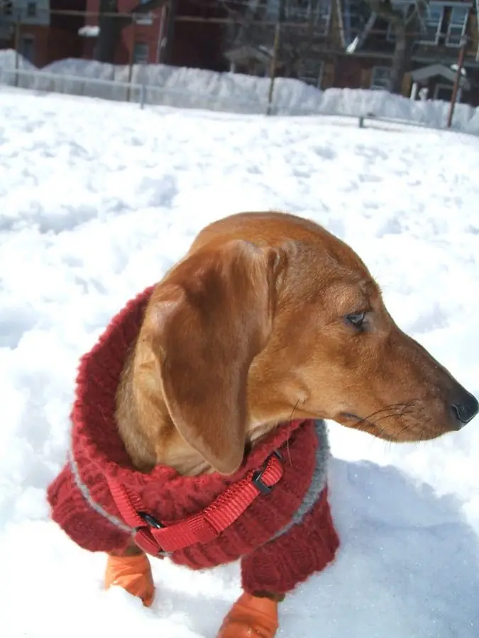 Mazsi in his red sweater, out in the snow.
